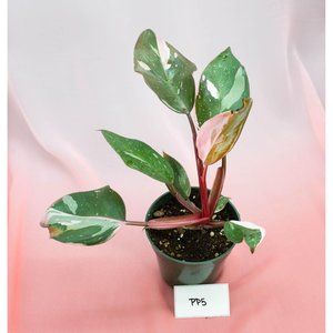 Pink Princess Philodendron 4" US Seller | RARE Pot